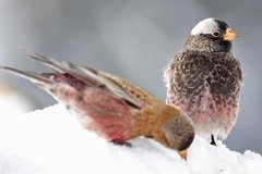Black Rosy-Finch Black Rosy-Finch